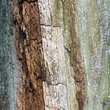 Walking Meditation 1