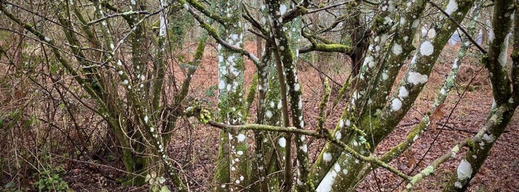 Walking Meditation 2