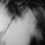 The Leaf Is Singing Still