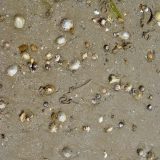 Shell Constellations