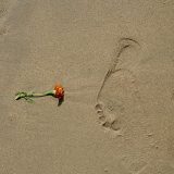 Flower and Footprint