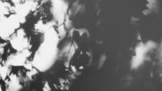 Shadow Calligraphy 37