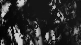 Shadow Calligraphy 39