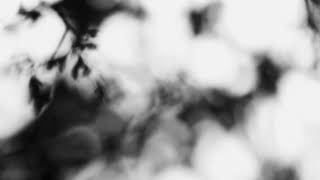 Shadow Calligraphy 43