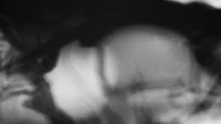 Shadow Calligraphy 44