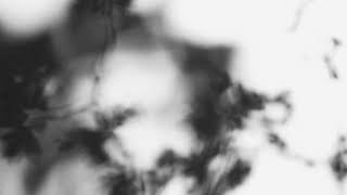 Shadow Calligraphy 45