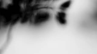 Shadow Calligraphy 46