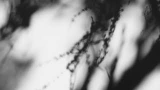 Shadow Calligraphy 49