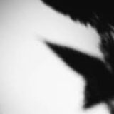 Shadow Calligraphy 50