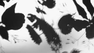 Shadow Calligraphy 55