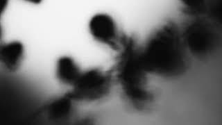 Shadow Calligraphy 56