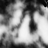 Shadow Calligraphy 59