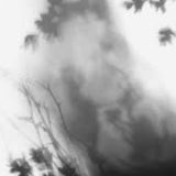 Shadow Calligraphy 7