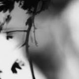 Shadow Calligraphy 8