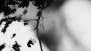 Shadow Calligraphy 8