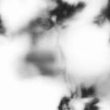 Shadow Calligraphy 9