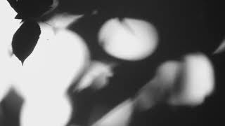 Shadow Calligraphy 1