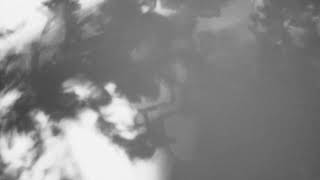 Shadow Calligraphy 12