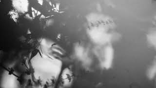 Shadow Calligraphy 13