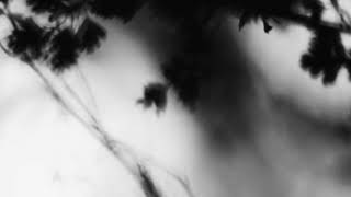 Shadow Calligraphy 14