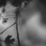 Shadow Calligraphy 15