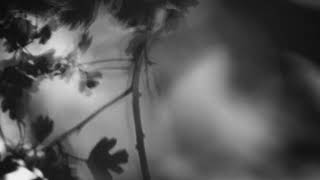 Shadow Calligraphy 15