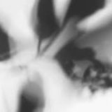 Shadow Calligraphy 20