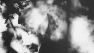 Shadow Calligraphy 28