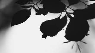 Shadow Calligraphy 29