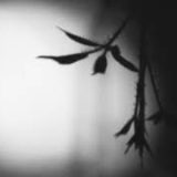 Shadow Calligraphy 30