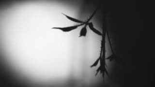 Shadow Calligraphy 30