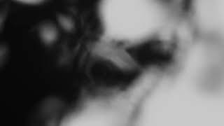 Shadow Calligraphy 32