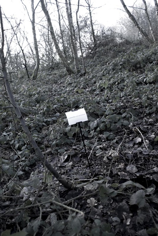 The Woods, Breathing