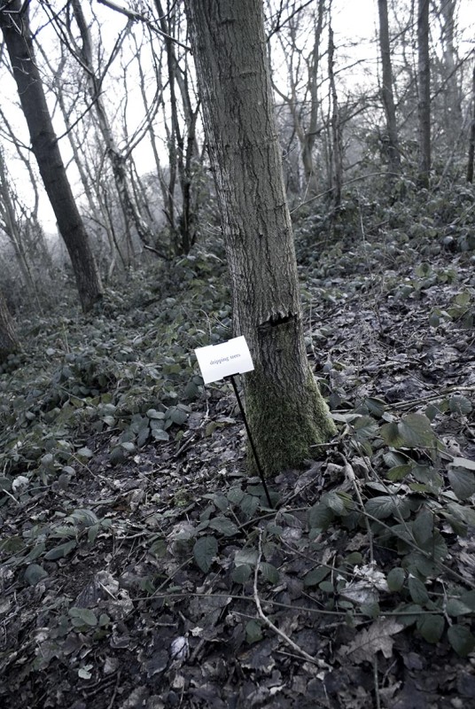 The Woods, Breathing