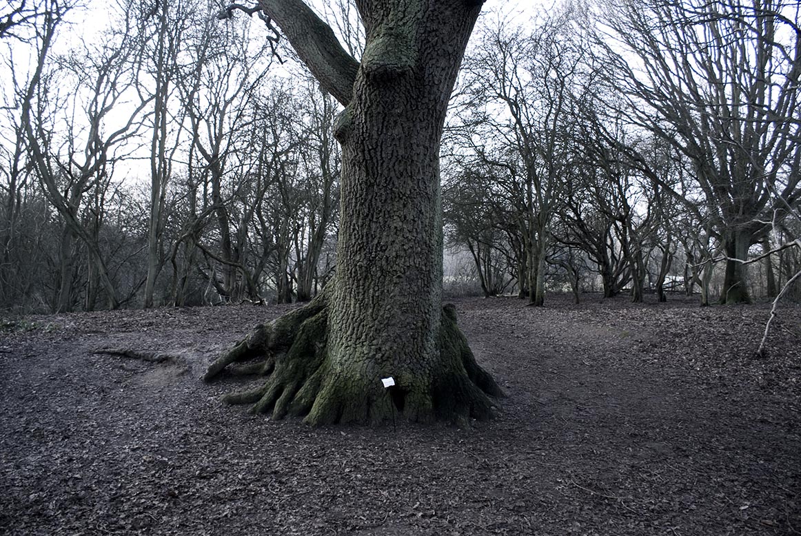 The Woods, Breathing