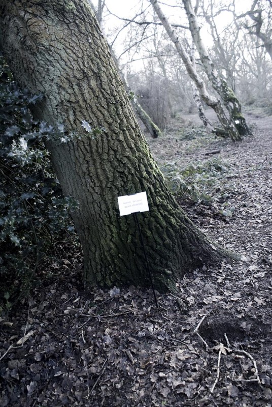 The Woods, Breathing