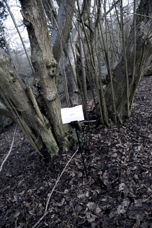 The Woods, Breathing