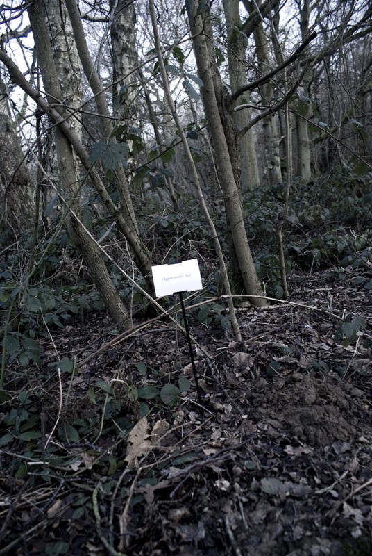 The Woods, Breathing