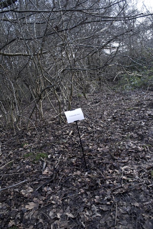 The Woods, Breathing