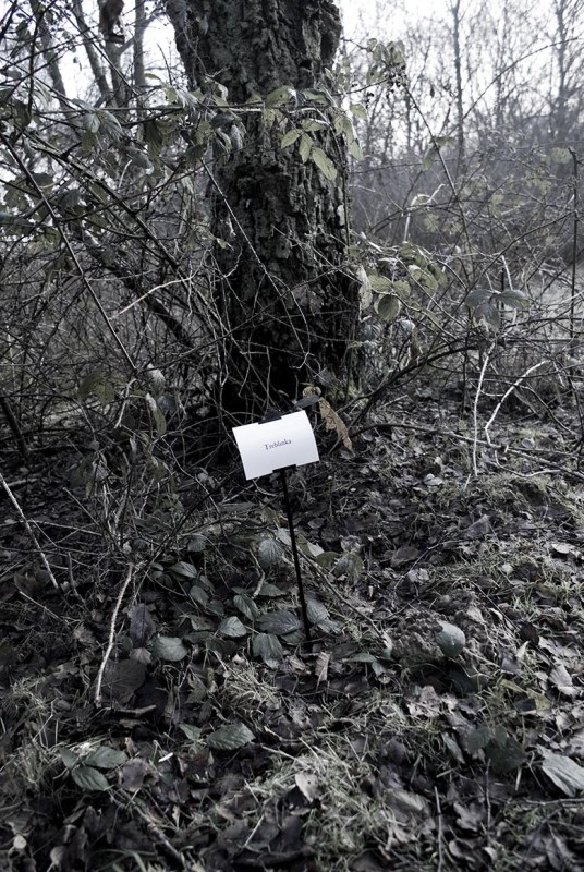 The Woods, Breathing