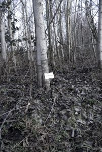 Trees