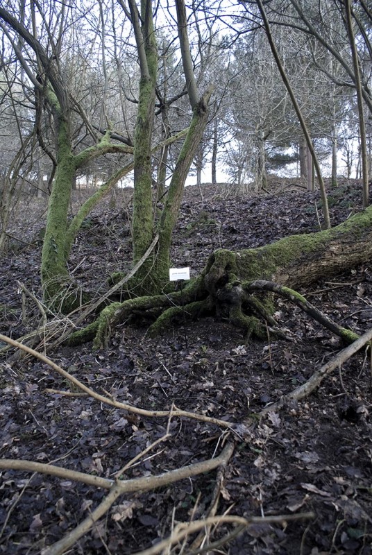 The Woods, Breathing