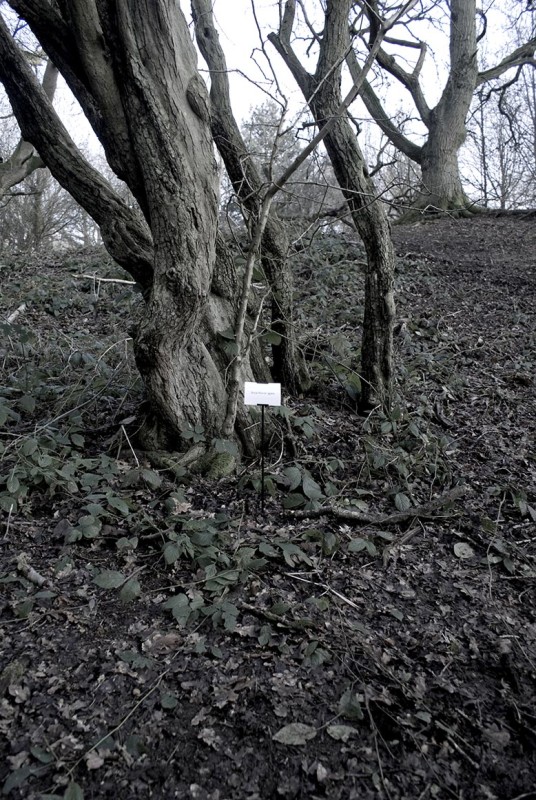 The Woods, Breathing